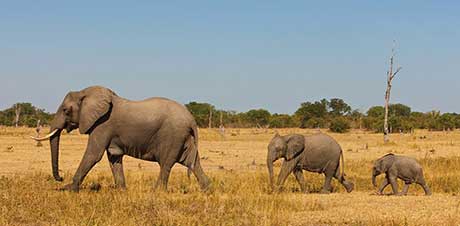 Familie afarikanischer Elefanen © Geographic Archives