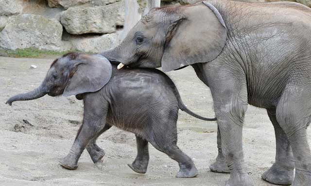  Iqhwa und Tuluba, zuhause im Tiergarten Schönbrunn © Tiergarten Schönbrunn