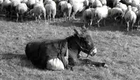 Der "echte" Balthazar (Filmstill / Robert Bresson