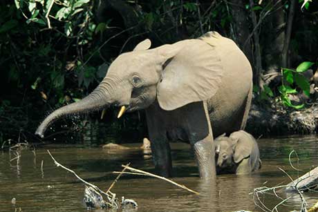 Waldelfantenkuh mit ihrem Kalb: Bereits bei der Geburt größer als die Protagonistin des Romans. © Lizenzfrei vin Wikipedia