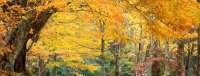 Herbst in North Carolina. © free license / wiki