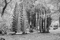 Die Natur von Künstlichkeit versteckt. Winter im Rathaupark, wenn nebenan der Budenzauber Kauflustige anlockt Die Natur von Künstlichkeit versteckt. Winter im Rathauspark, wenn nebenan der Budenzauber Kauflustige anlockt