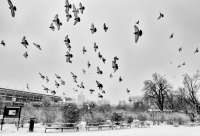 Vogelflug über dem Heldenplatz. 