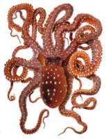 Octopus macropus Merculiano, ein seltsames Tier. © free license, wikipedia