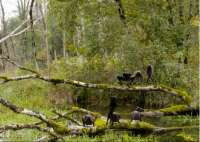 "LUVOS migrations":  Im Urwald. © Filmstill