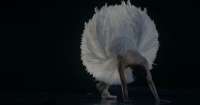 Ein Glücksfall für den Fotografen: Eine Tänzerin bereits im Premierenkostüm. © Quelle Shady Hanna / Feature TIFF  „Swan Song“