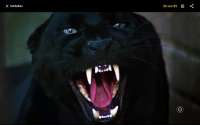 Das wilde Tier, ein Panther, zeigt die Zähne. © Wikipedia