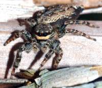 Manche Menschen fürchten sich vor Spinnen, doch die meisten weben ihre Netze, ohne die Menschen zu beachten. Hier ist eine 10 mm große Rindenspringspinne abgebildet. © Wikipedia