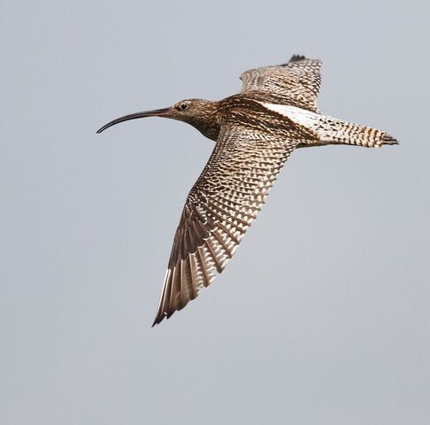 Der Brachvogel (curlew) taucht immer wieder auf in der Erzählzeit und auch in der damit verschränkten Episode aus dem Mittelalter. © Alun Wiliiams 333 / wikipedia