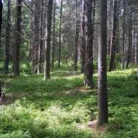 Der Spruce Forest auf Malaga Island, der nun, wie die gesamte Insel, unter Naturschutz steht. © wikipedia