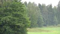 Der Wald im Bezirk Viikki von Helsinki . © Arto Alanenpää / wikipedia
