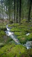 Die Tümpel und Bäche, die den Wald von Matara wässern, werden von Senatoren, Plebejern und Sklaven genützt. © yle.fi / pinterest.de
