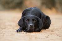Täglich geht Karin / Linn mit dem Hund spazieren. Der schwarze Hund ist alt und wird schnell müde. Symbolbild: © Regine Hauser / Hundund.de