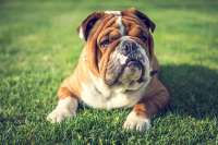 Das ist nicht Walas BulldoggeTrigo, sondern ein bild von irrgendeiner Bulldoogge. © www .ierchenwelt.de.