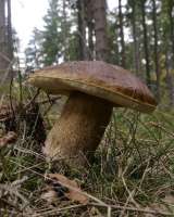 Mit dem Ergebnis seiner Steinpilz-Forschung ist Ashok oswald, Held der Geschichte, reich geworden. © wikipedia