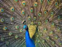 Um zu imponieren sclägt der Pfau ein Rad. © wikipedia