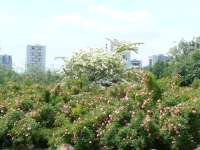 die Blumenhecken im Parc de la Courneuve kaschieren die trostlosen Hochausbauten. © wikipédia