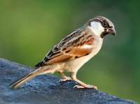 Der Haussperling oder Spatz ist überall dort zu Hause, wo Menschen sich aufhalten, also auch in Betanien. © wikipedia