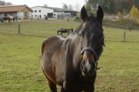 Pferde, auch tote,  spielen eine wichtige Rolle im Leben von Ike und Bobby. Dieses hier heißt Lessly und lebt in Oberösterreich. © privat