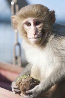 Einst waren die Rhesusaffen ein wichtiger Exportartikel für Indien.  Den jungen Affen ihat Anton Sackl im Primatenzentrum in Göttingen  fotografiert.© www.dpz.eu
