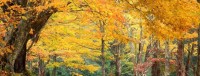 Herbst in North Carolina. © free license / wiki