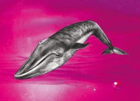 Auch Delfine gehören in die Walfamilie. Johanna Nielson Whale drawing © Tim Jeffs Art
