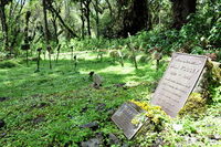 Dian Fossey wurde während der Weihnachtsfeiertage 1985 ermordet und auf eigenen Wunsch  im Gorilla Friedhof in Karisoke begraben.© wikipedia
