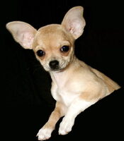 Ein toter Chihuahua soll als Geburtstagsgeschenk ausgestopft werden. © GNU License Tyke / wikimedia