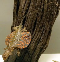 Präparieren kann man jedes Tier, vom Elefnaten bis zu Fliegenden Drachen (aus dem  Naturkundemuseum in Augsburg) © CCL/ Tiia Monto via wikimedia