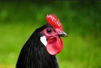 Die meist schwarzgefiederten Hühner der Rasse Augsburger sind besonders. Gerne werden sie in Ausstellungen gezeigt. Den schönen Augsburger Hahn hat Robert Hock (©) fotografiert und in focommunity.de ausgestellt. Ob er sprechen kann, ist nicht überliefert. 